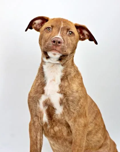 A baby large-sized male Labrador Retriever dog named Cumin for adoption in Morton Grove, IL