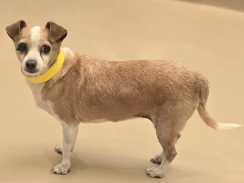 A senior small-sized female Chihuahua dog named Aria for adoption in Van Nuys, CA