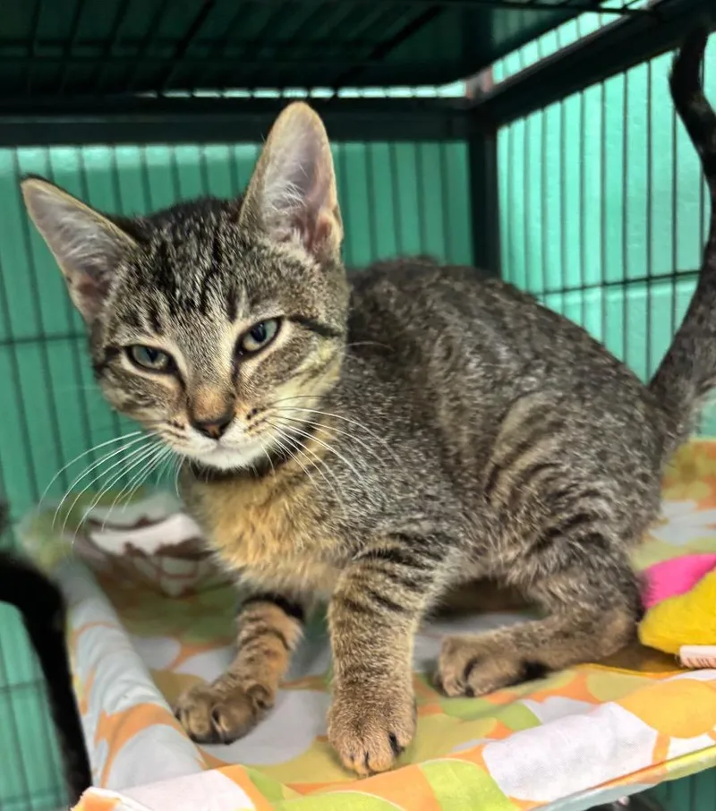 A young small-sized female Tabby cat named Lily for adoption in Frankfort, KY