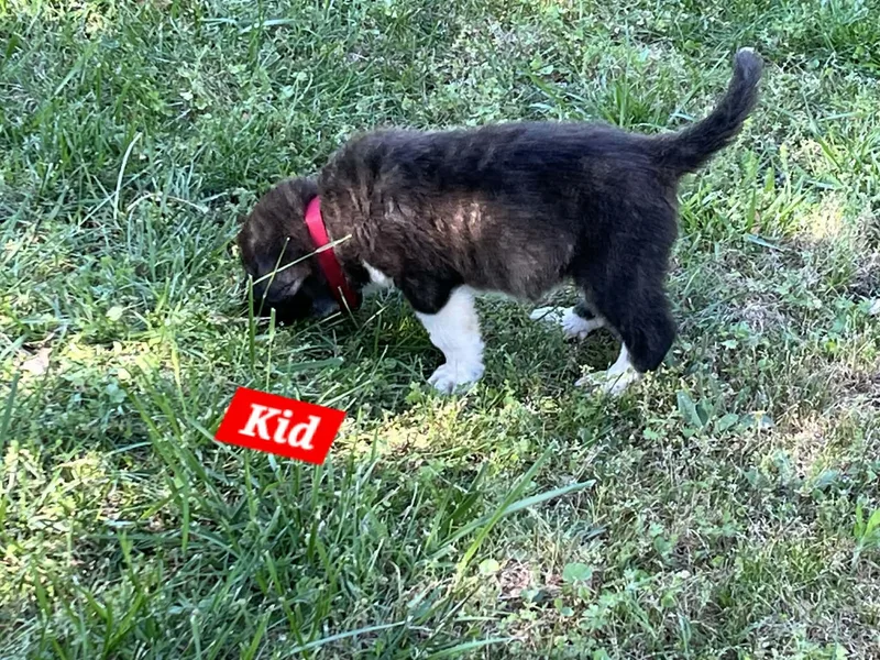 Kid Enchanted thumbnail 2