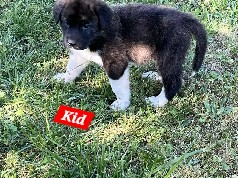 Kid Enchanted thumbnail 3