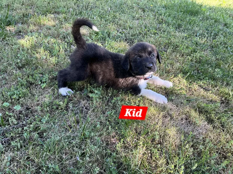 Kid Enchanted thumbnail 4