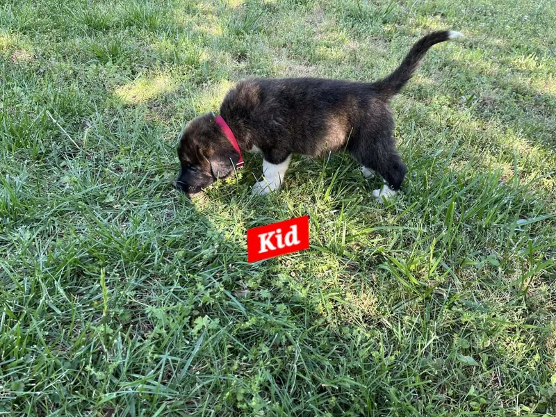 Kid Enchanted thumbnail 5