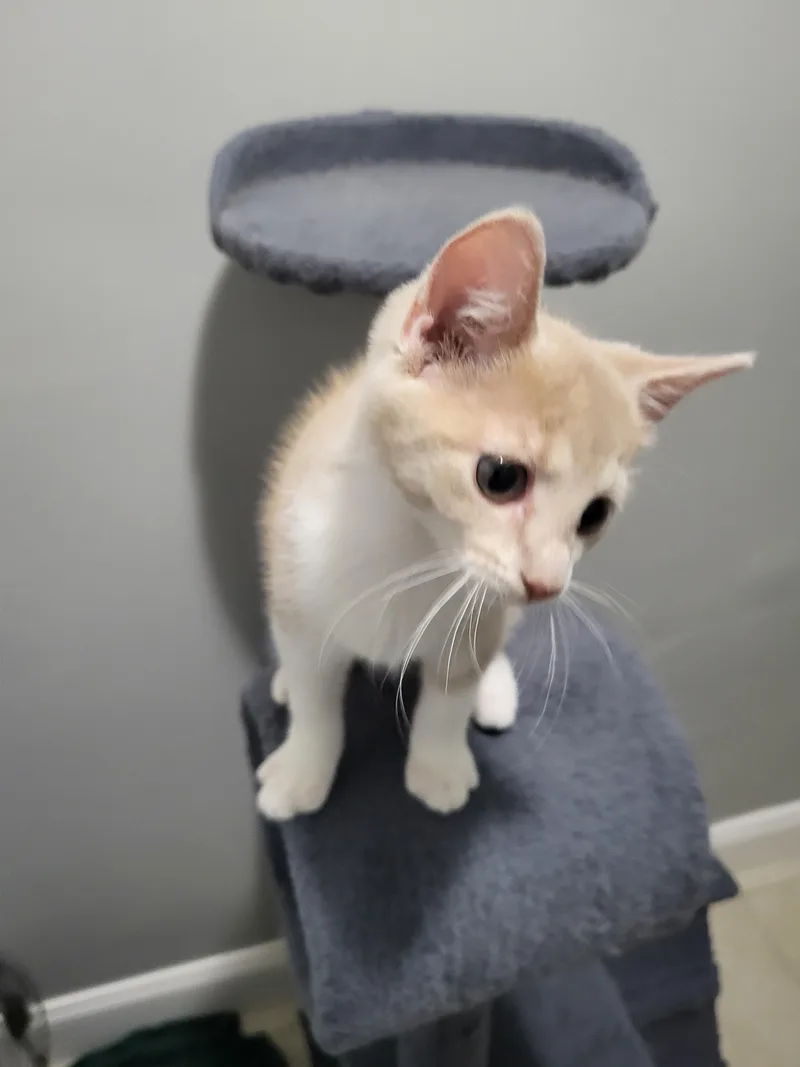 A baby small-sized male Domestic Short Hair cat named Kai Stevens for adoption in Somerset, KY