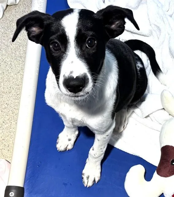 A baby medium-sized female Treeing Walker Coonhound dog named Lucy for adoption in Dedham, MA