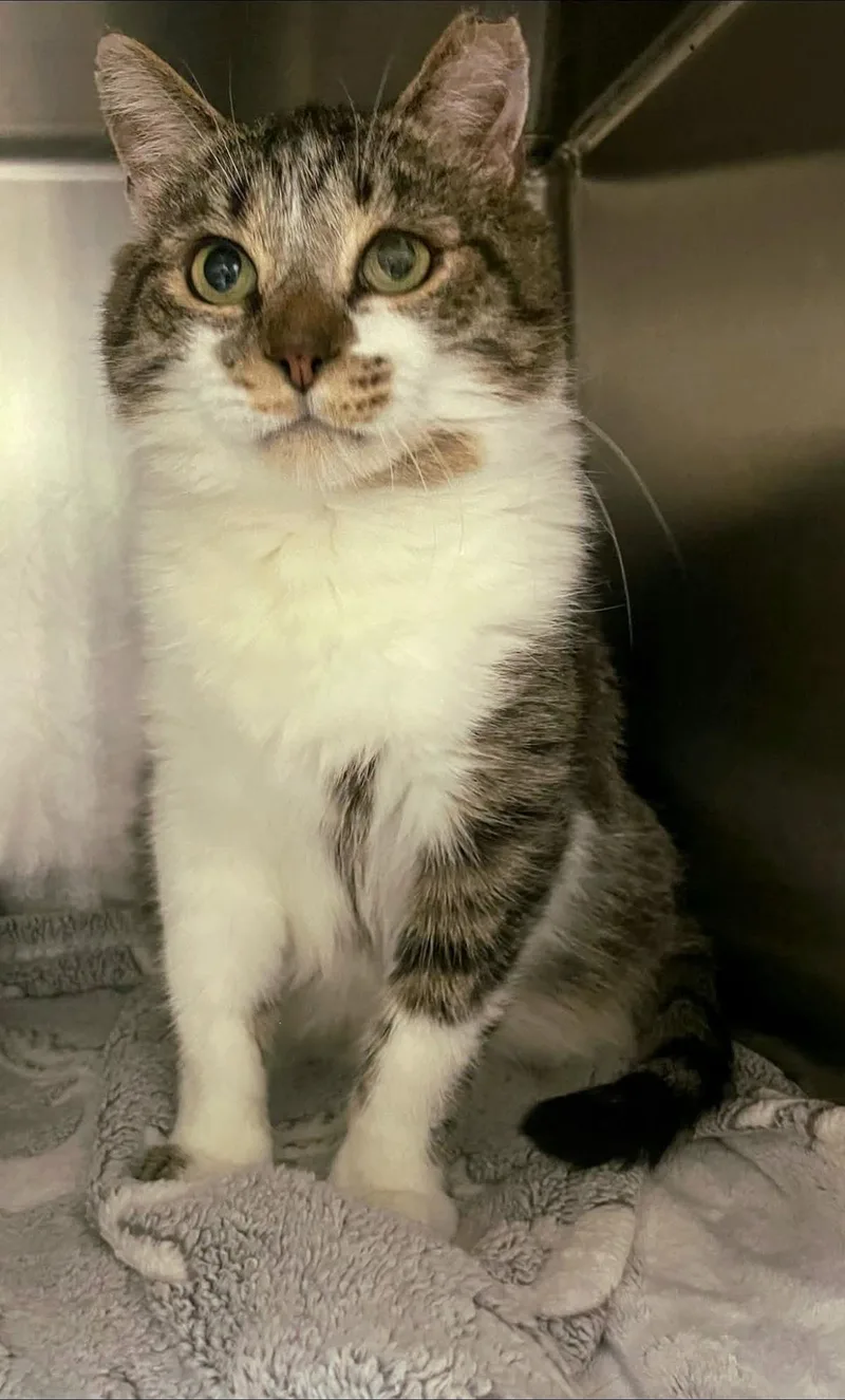 An adult small-sized male Domestic Short Hair cat named Brutus for adoption in Front Royal, VA