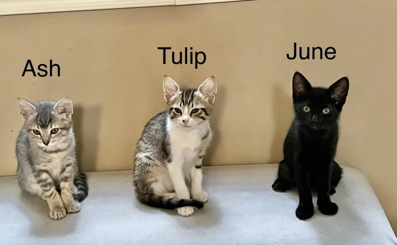 A baby medium-sized female White Domestic Short Hair cat named Tulip for adoption in Houston, TX