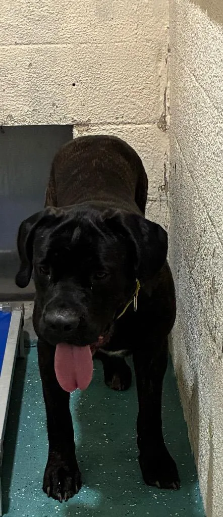 A young medium-sized female Mastiff dog named Jilly for adoption in Seven Points, TX