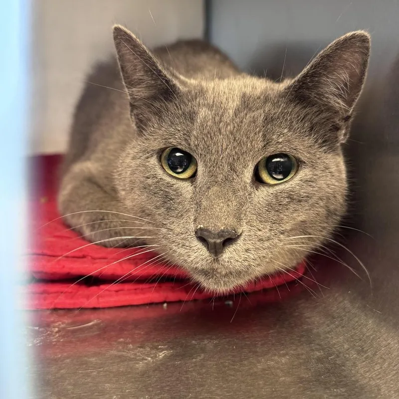 An adult large-sized male Gray / Blue / Silver Domestic Short Hair cat named Christof for adoption in South Haven, MI