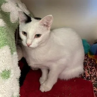A young medium-sized female Black Domestic Short Hair cat named Dotty for adoption in South Elgin, IL