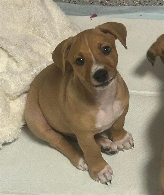 A baby small-sized male German Shepherd Dog dog named Jack for adoption in Chula Vista, CA