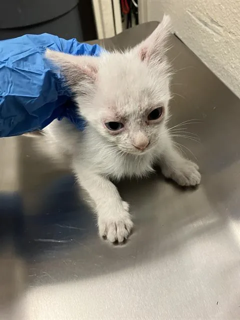 A baby small-sized male Domestic Short Hair cat named Niko for adoption in Long Beach, CA