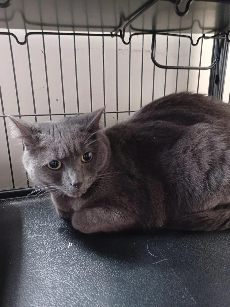 An adult medium-sized female Gray / Blue / Silver Domestic Short Hair cat named Gabby for adoption in Hartwell, GA