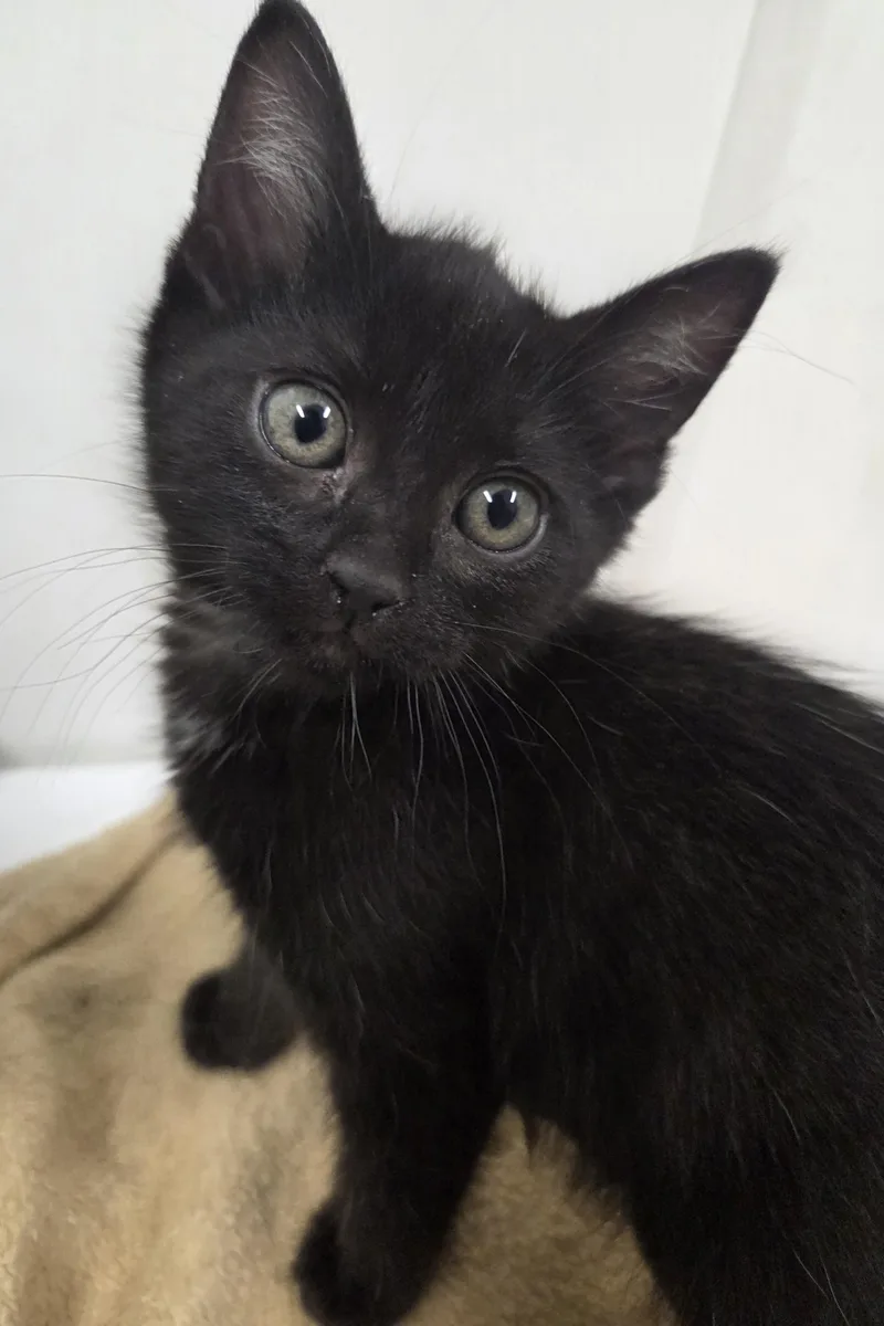 A baby small-sized female Domestic Short Hair cat named Kiara for adoption in Chico, CA