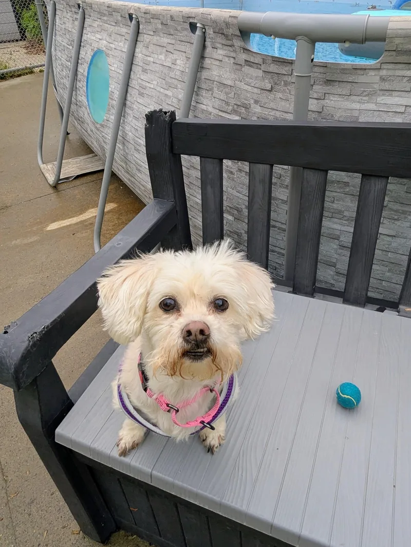 An adult small-sized female White / Cream Maltese dog named Elfie for adoption in Stratford, CT