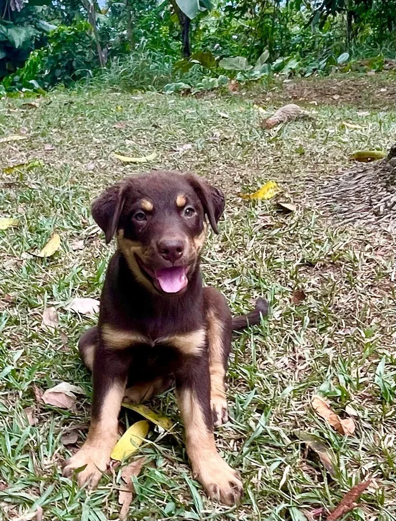 A baby medium-sized female Chocolate Labrador Retriever dog named Elsa for adoption in Ardara, PA