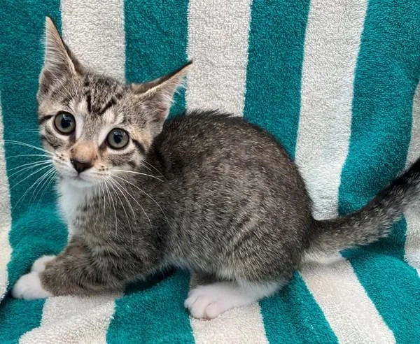 A baby small-sized female Domestic Short Hair cat named Zena for adoption in Staten Island, NY