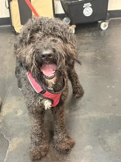 An adult large-sized female Mixed Breed dog named Vada for adoption in Memphis, TN