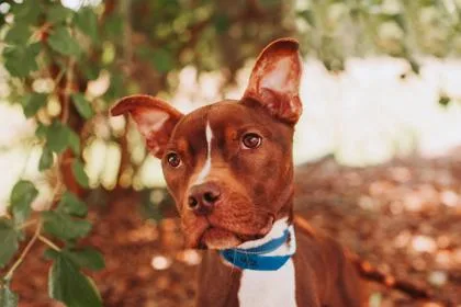 a Bruno thumbnail 2