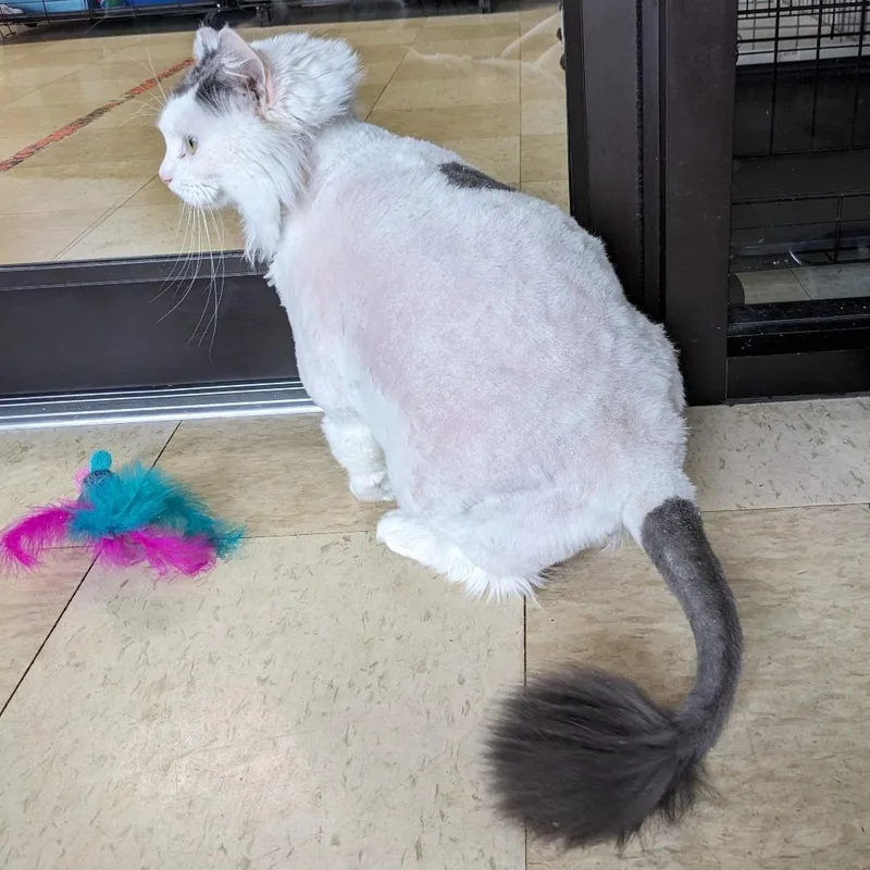 An adult extra large-sized female White Domestic Long Hair cat named Mrs. Puff Pl for adoption in Union, MO