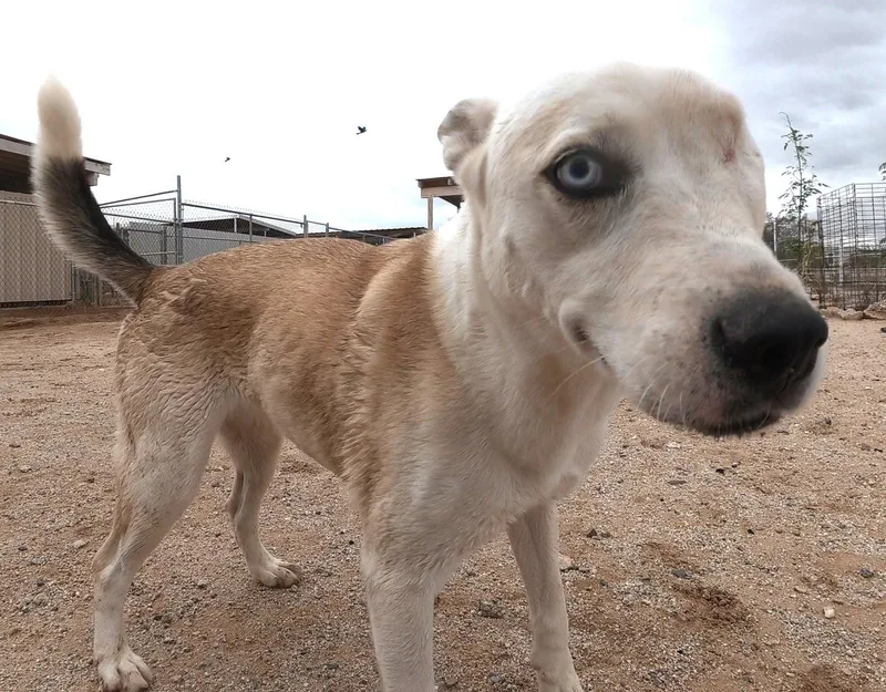 A senior large-sized female Husky dog named Bleux for adoption in Queen Creek, AZ