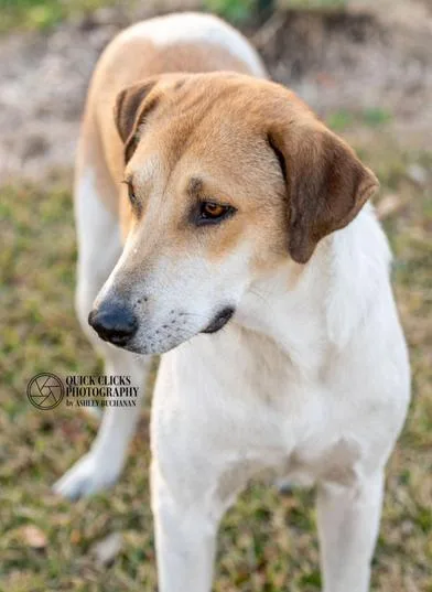 A young medium-sized female Yellow / Tan / Blond / Fawn American Foxhound dog named Shiloh for adoption in Liverpool, TX
