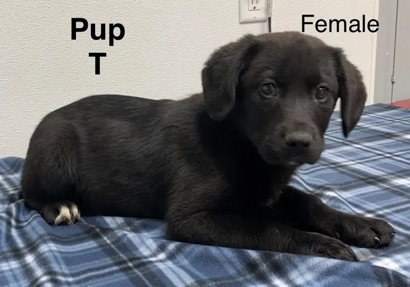 A baby medium-sized female Black Black Labrador Retriever dog named Pup T for adoption in Pomeroy, OH