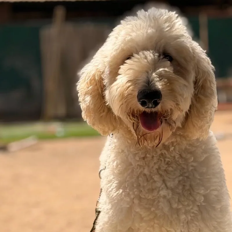 An adult large-sized male Yellow / Tan / Blond / Fawn Standard Poodle dog named Moose for adoption in Sonoma, CA