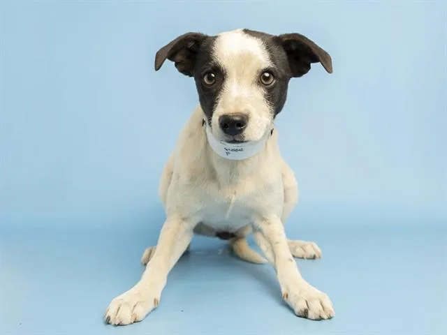 A young medium-sized female Labrador Retriever dog named Molly for adoption in Phoenix, AZ
