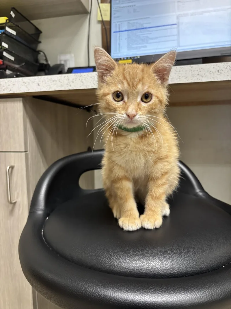 A young medium-sized male Orange & White Domestic Short Hair cat named Toad for adoption in Yorkville, IL