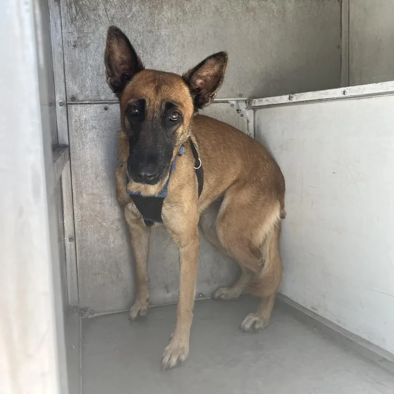 An adult medium-sized female Brown / Chocolate Belgian Shepherd / Malinois dog named Bayle for adoption in Edinburg, TX