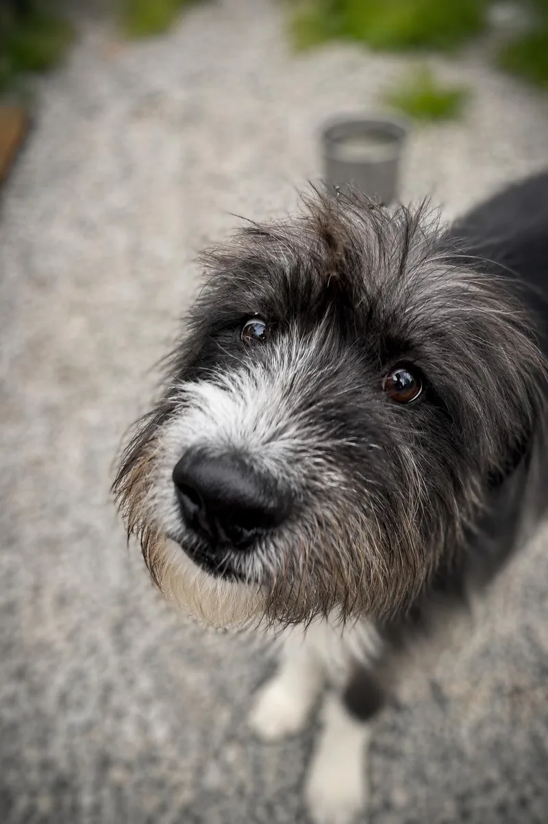 A young large-sized male Terrier dog named Robey for adoption in Thomasville, NC