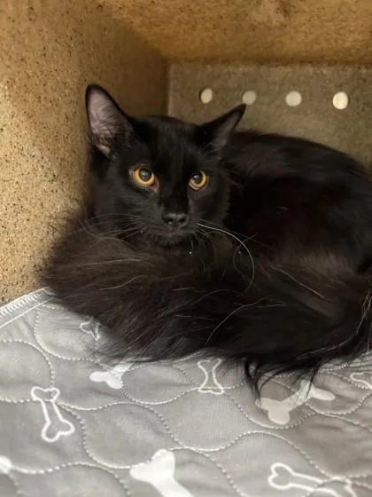An adult small-sized male Domestic Long Hair cat named Simon for adoption in Missoula, MT