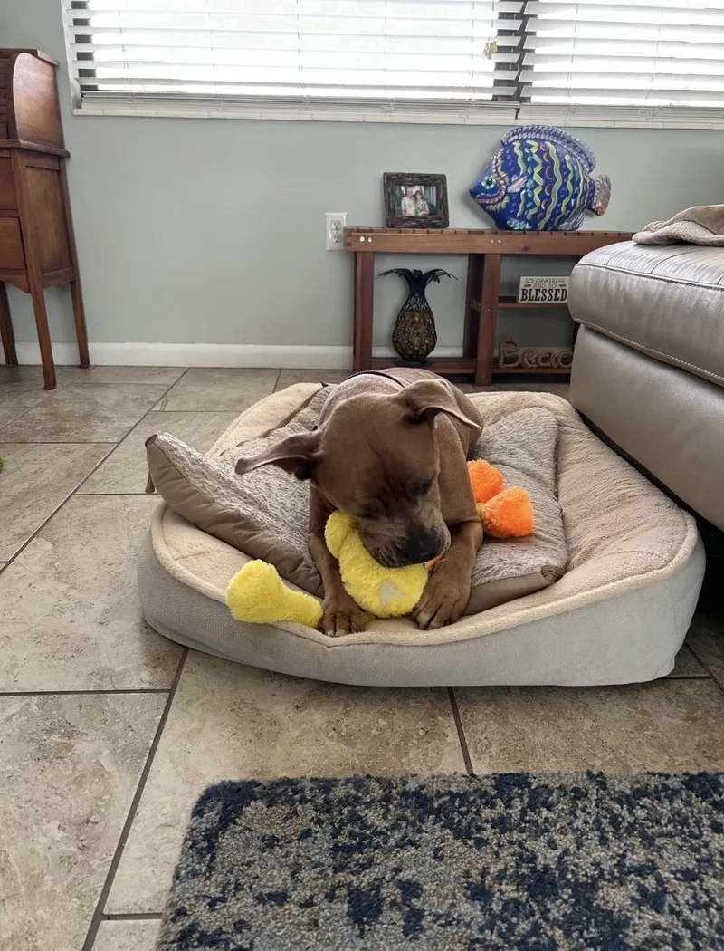 An adult medium-sized female American Staffordshire Terrier dog named Mia for adoption