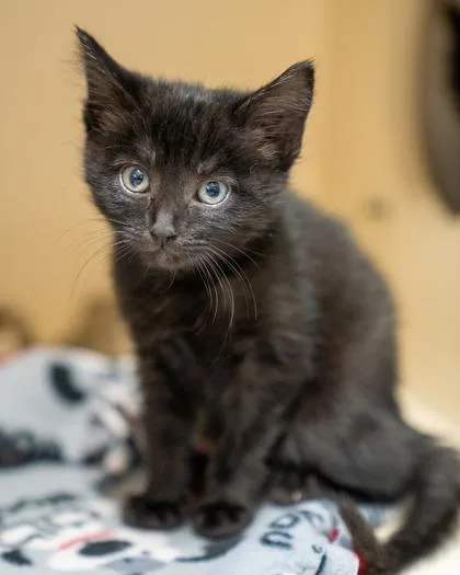 A baby medium-sized male Domestic Short Hair cat named Greg for adoption in Pequot Lakes, MN