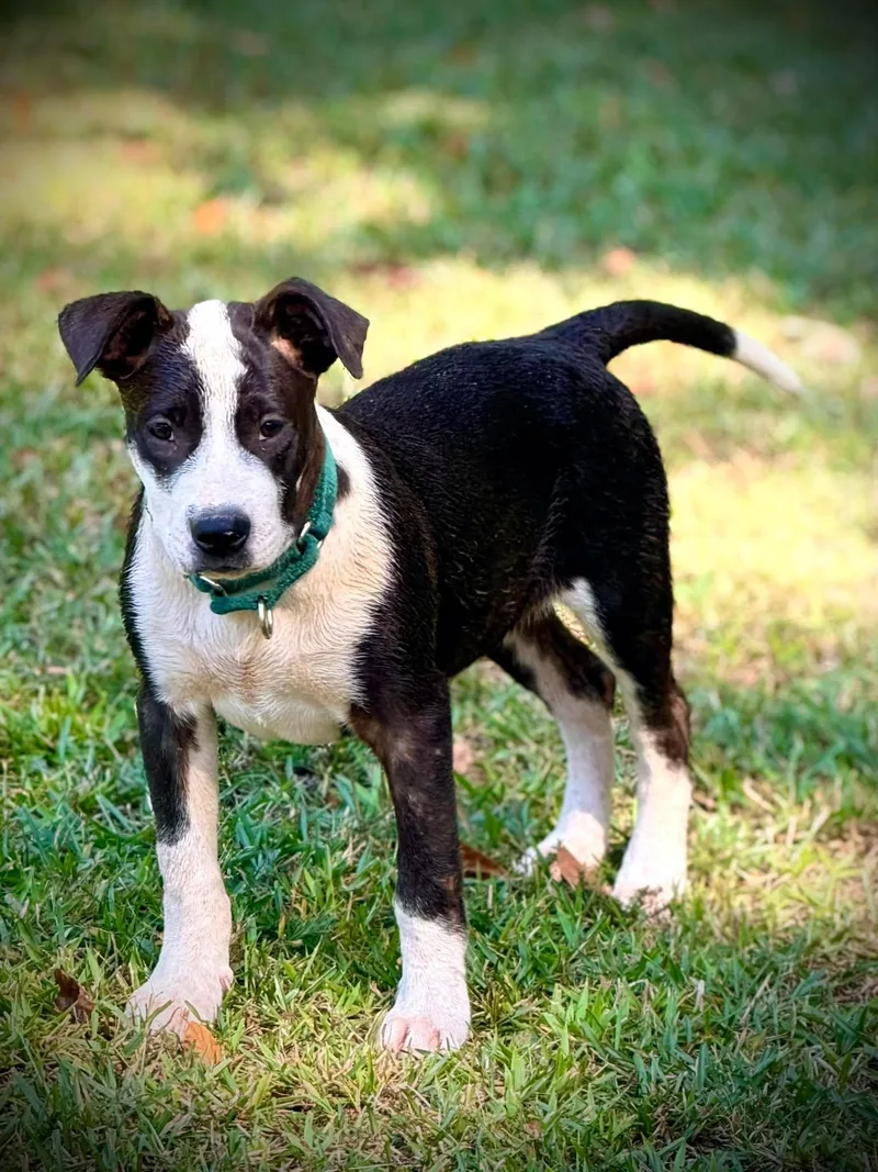 A baby large-sized male Mixed Breed dog named Reese for adoption in Lee, NH