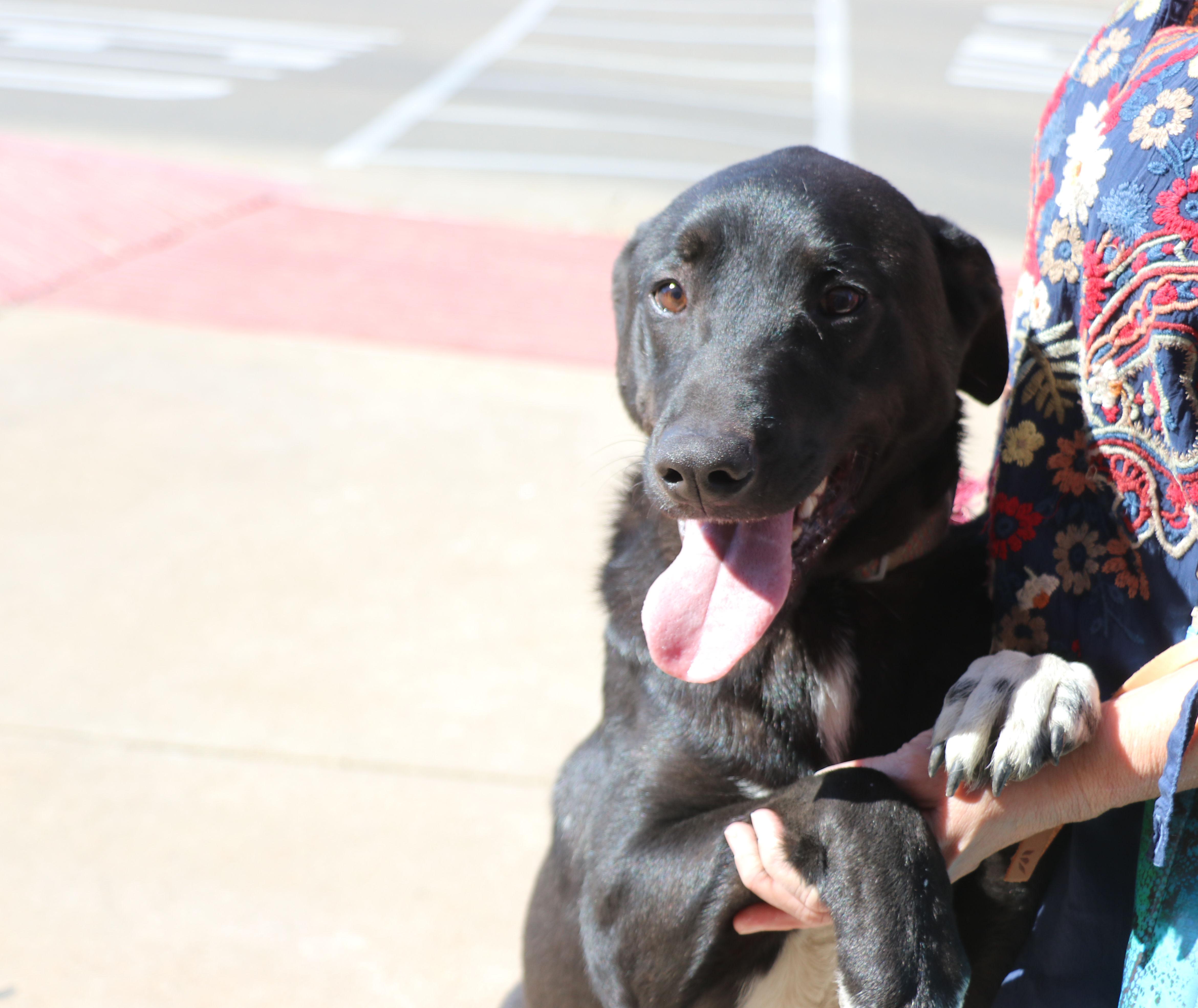 A young medium-sized male Black Labrador Retriever dog named Huey for adoption in Pflugerville, TX