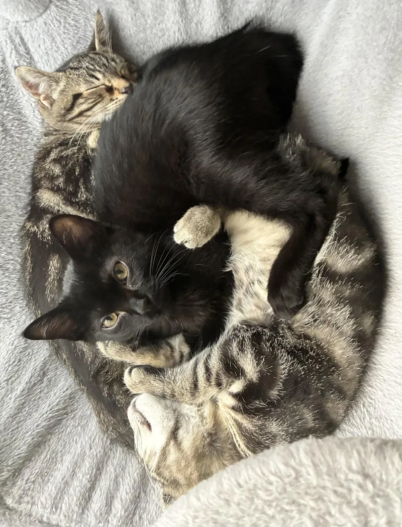 A baby medium-sized male Black Domestic Short Hair cat named Banneker for adoption in Walled Lake, MI