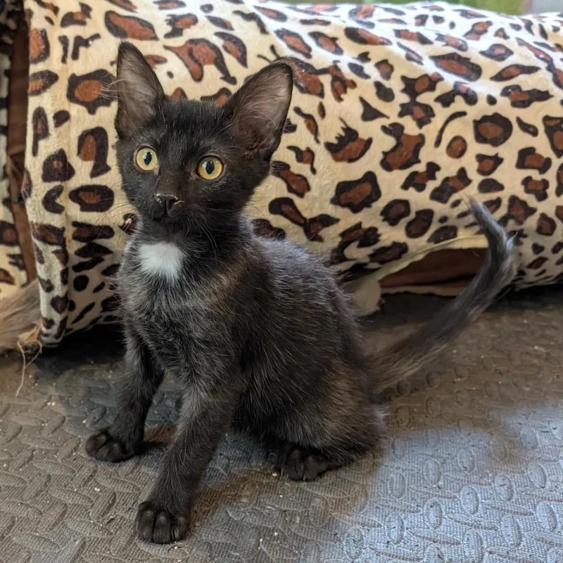 A baby small-sized male Black Domestic Short Hair cat named Riley for adoption in Roswell, GA