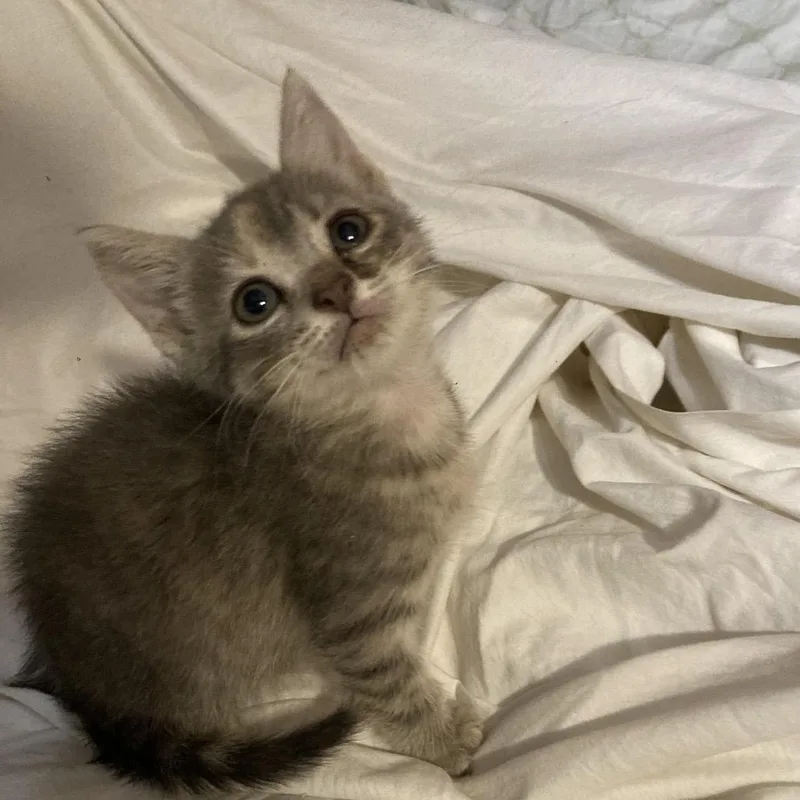 Blossom RoyMR thumbnail 2
