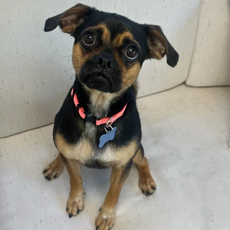 An adult small-sized female Black Pug dog named Pugslee for adoption in Chesapeake, VA