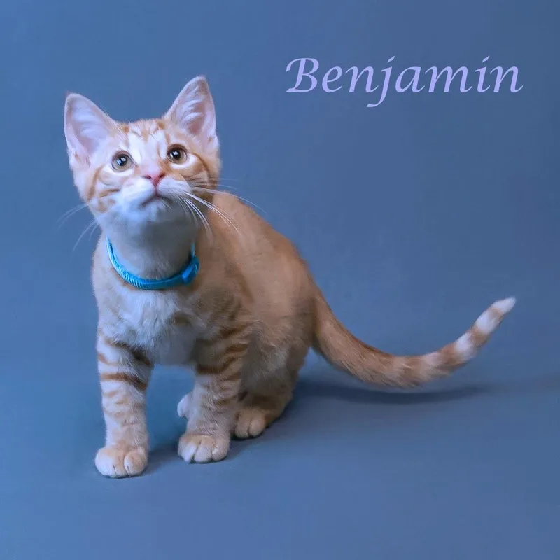A baby small-sized male Orange / Red Domestic Short Hair cat named Benjamin C for adoption in Lebanon, TN