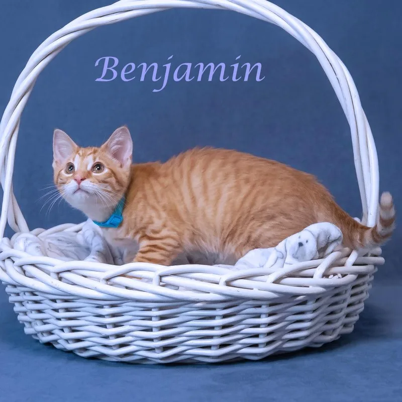 Benjamin C thumbnail 2
