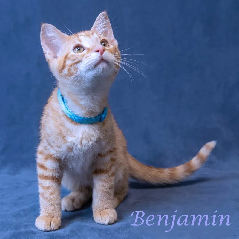 Benjamin C thumbnail 3