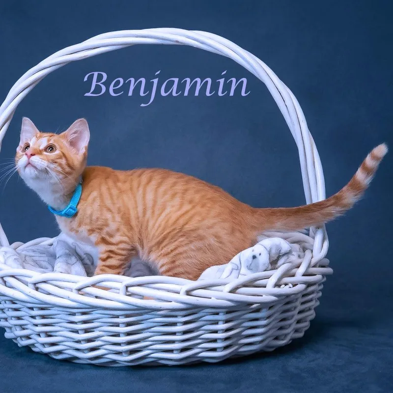 Benjamin C thumbnail 4