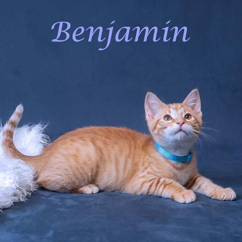 Benjamin C thumbnail 5
