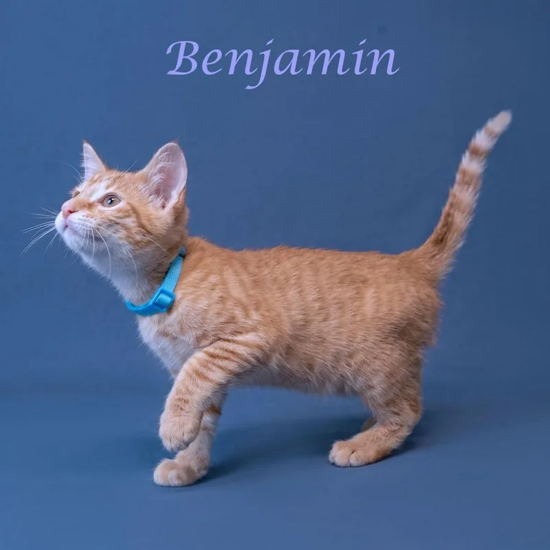 Benjamin C thumbnail 6