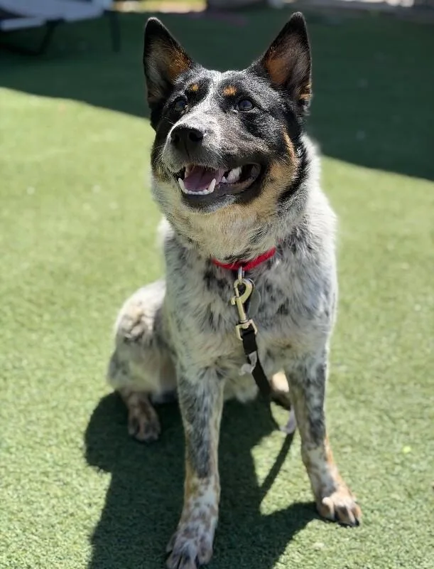 An adult medium-sized male Tricolor (Brown, Black, & White) Australian Cattle Dog / Blue Heeler dog named Frito for adoption in Fruit Heights, UT