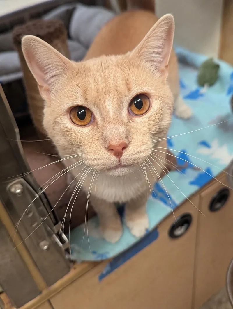 A young medium-sized male Buff & White Domestic Short Hair cat named Noodle for adoption in Medford, NJ