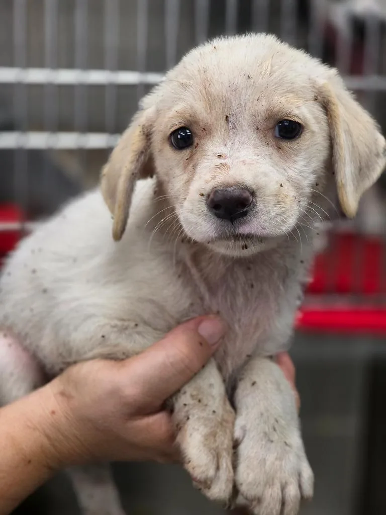 A baby medium-sized female Australian Shepherd dog named Allie for adoption in Carthage, MO